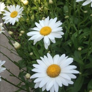 Meet your Posher, Bridget